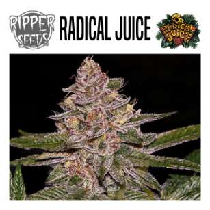 RADICAL JUICE