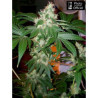 CHEM VALLEY KUSH
