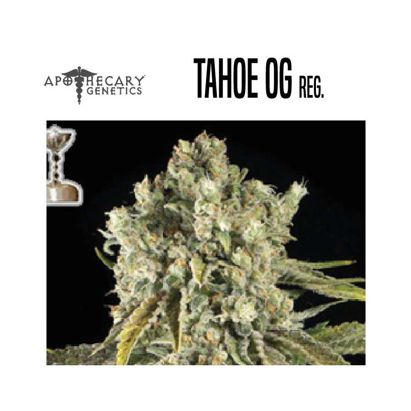 TAHOE OG - Regular