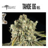 TAHOE OG - Regular