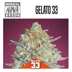 PACK USA 15 GRAINES