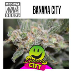 PACK SATIVA 15 GRAINES