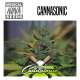 PACK INDICA 15 GRAINES