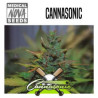 PACK INDICA 15 GRAINES