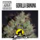 PACK INDICA 15 GRAINES