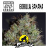 PACK INDICA 15 GRAINES