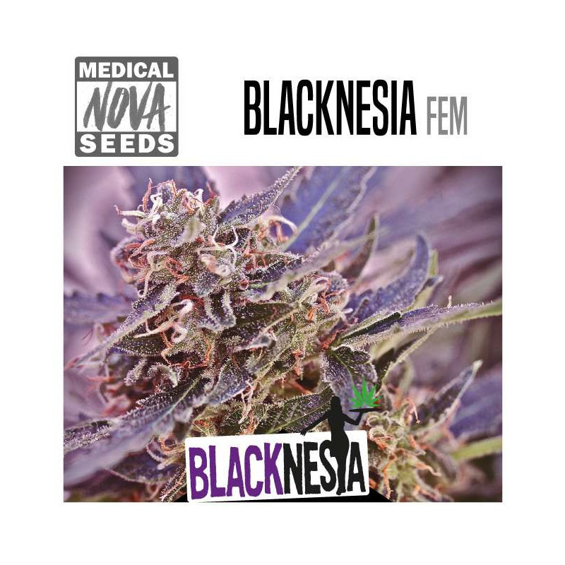 Blacknesia - Medical Nova Seeds