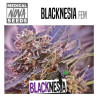 Blacknesia - Medical Nova Seeds