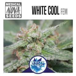 WHITE COOL