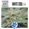 WHITE COOL