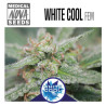 white cool - Medical Nova Seeds
