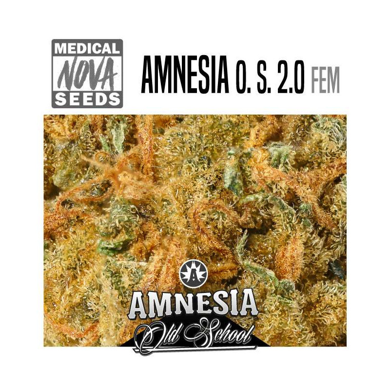 Amnesia Haze old school -Medical Nova Seeds