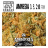 Amnesia Haze old school -Medical Nova Seeds