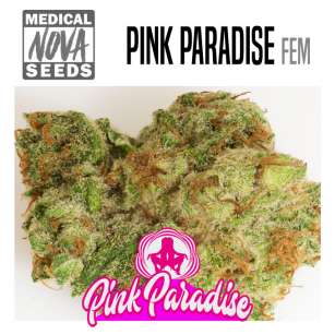 PINK PARADISE