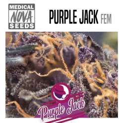 PURPLE JACK 