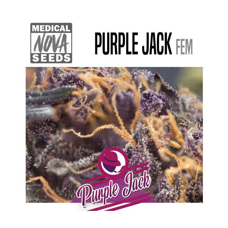 PURPLE JACK 