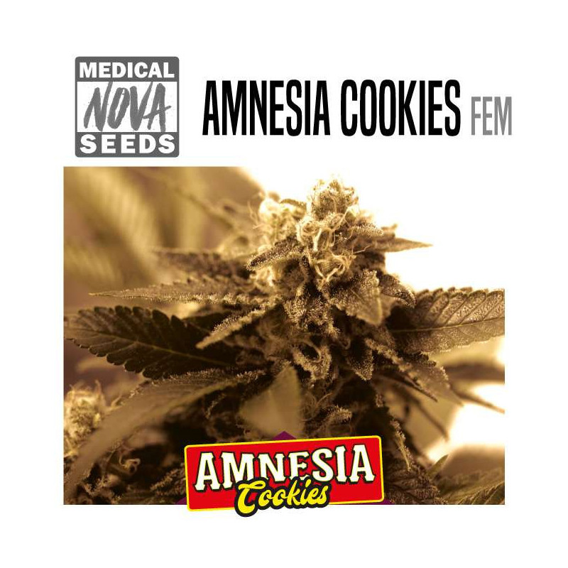 AMNESIA COOKIES
