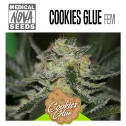 COOKIES GLUE
