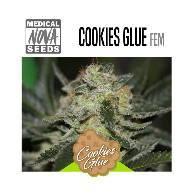 COOKIES GLUE