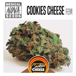 COOKIES CHEESE 
