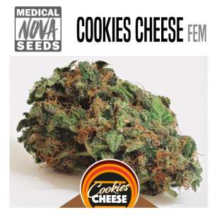 COOKIES CHEESE 