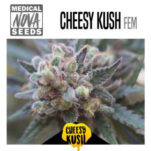 CHEESY KUSH 