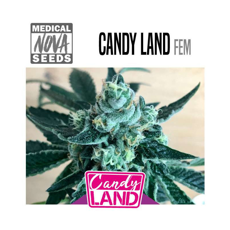 CANDY LAND