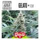GELATO +