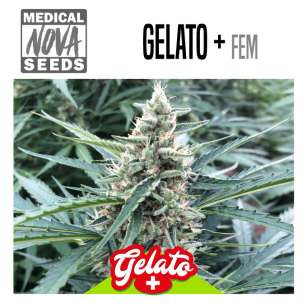 GELATO +