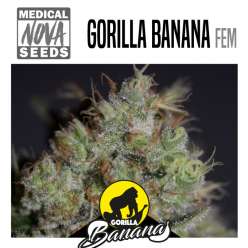GORILLA BANANA
