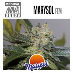 MARYSOL