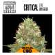 CRITICAL CBD 
