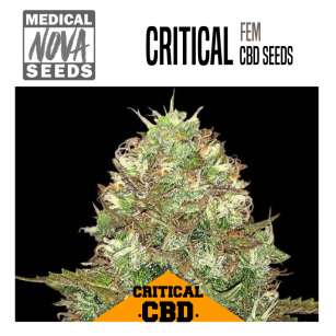 CRITICAL CBD 