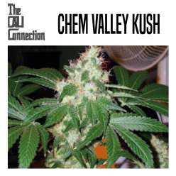 CHEM VALLEY KUSH