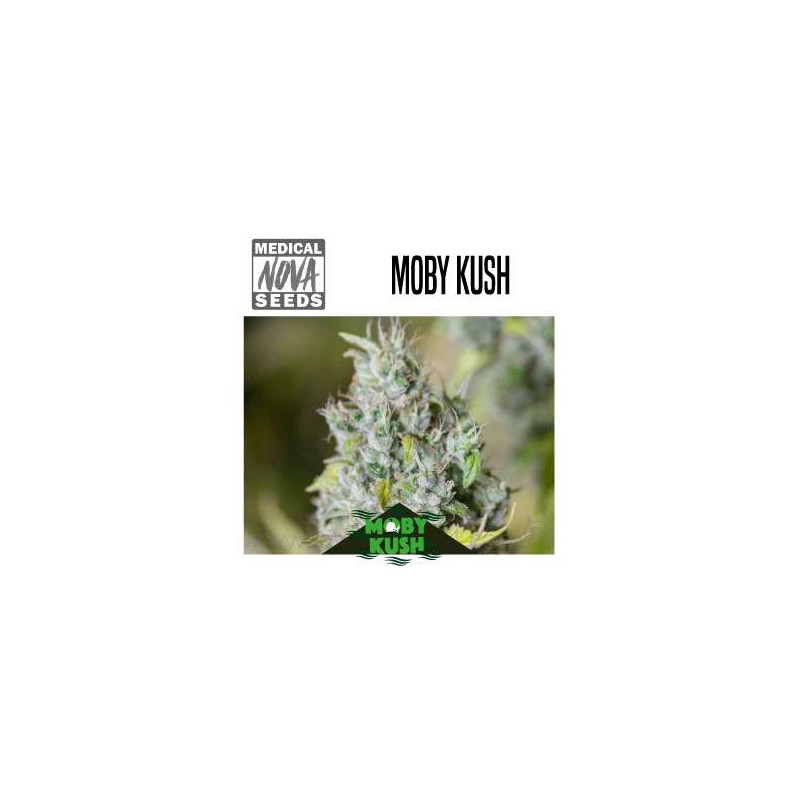 MOBY KUSH 