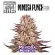 MIMOSA PUNCH MEDICAL NOVA
