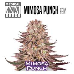 MIMOSA PUNCH MEDICAL NOVA