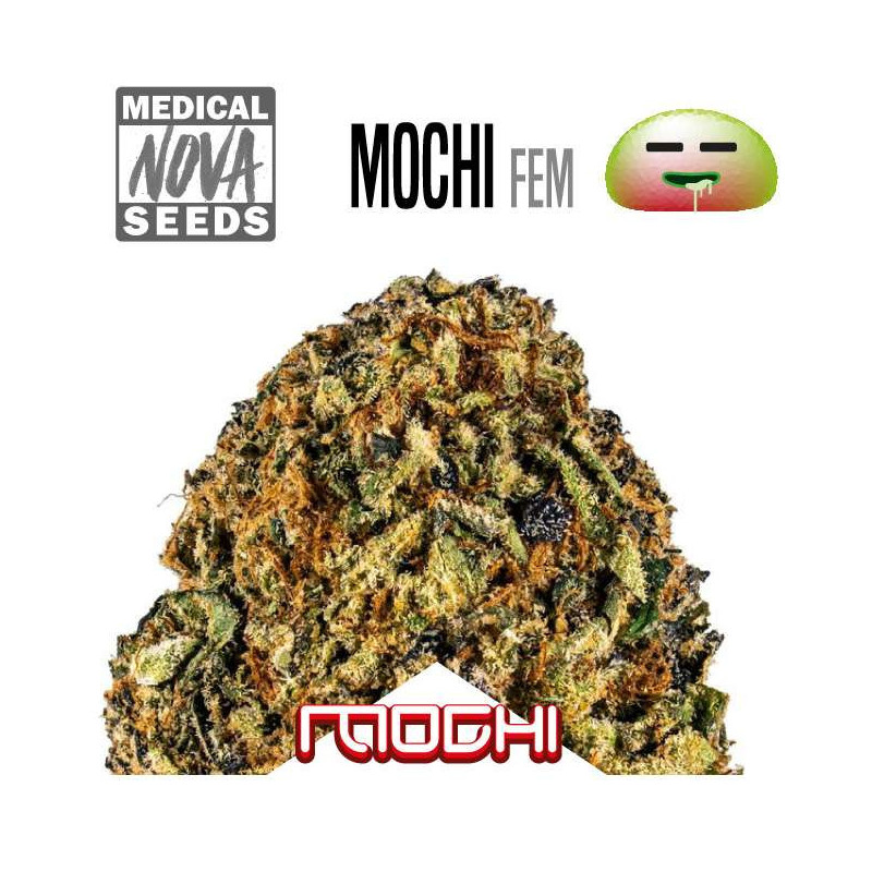 MOCHI