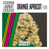 ORANGE APRICOT