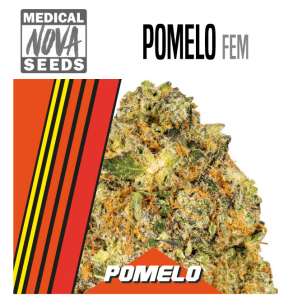 POMELO