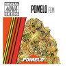 POMELO