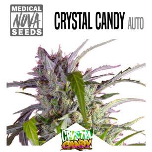 CRYSTAL CANDY AUTO