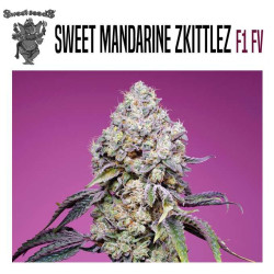 SWEET MANDARINE ZKITTLEZ F1 FAST VERSION 
