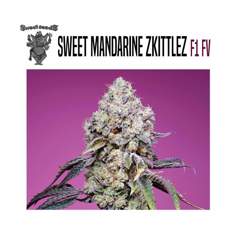SWEET MANDARINE ZKITTLEZ F1 FAST VERSION 