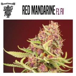 RED MANDARINE F1 FAST VERSION 