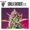 GORILLA SHERBEET F1 FAST VERSION 