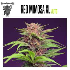 AUTO RED MIMOSA XL 