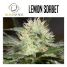 LEMON SORBET SILENT SEEDS 