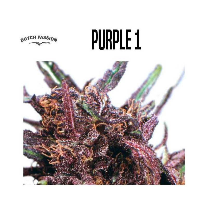 PURPLE   1 