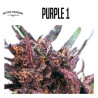 PURPLE   1 